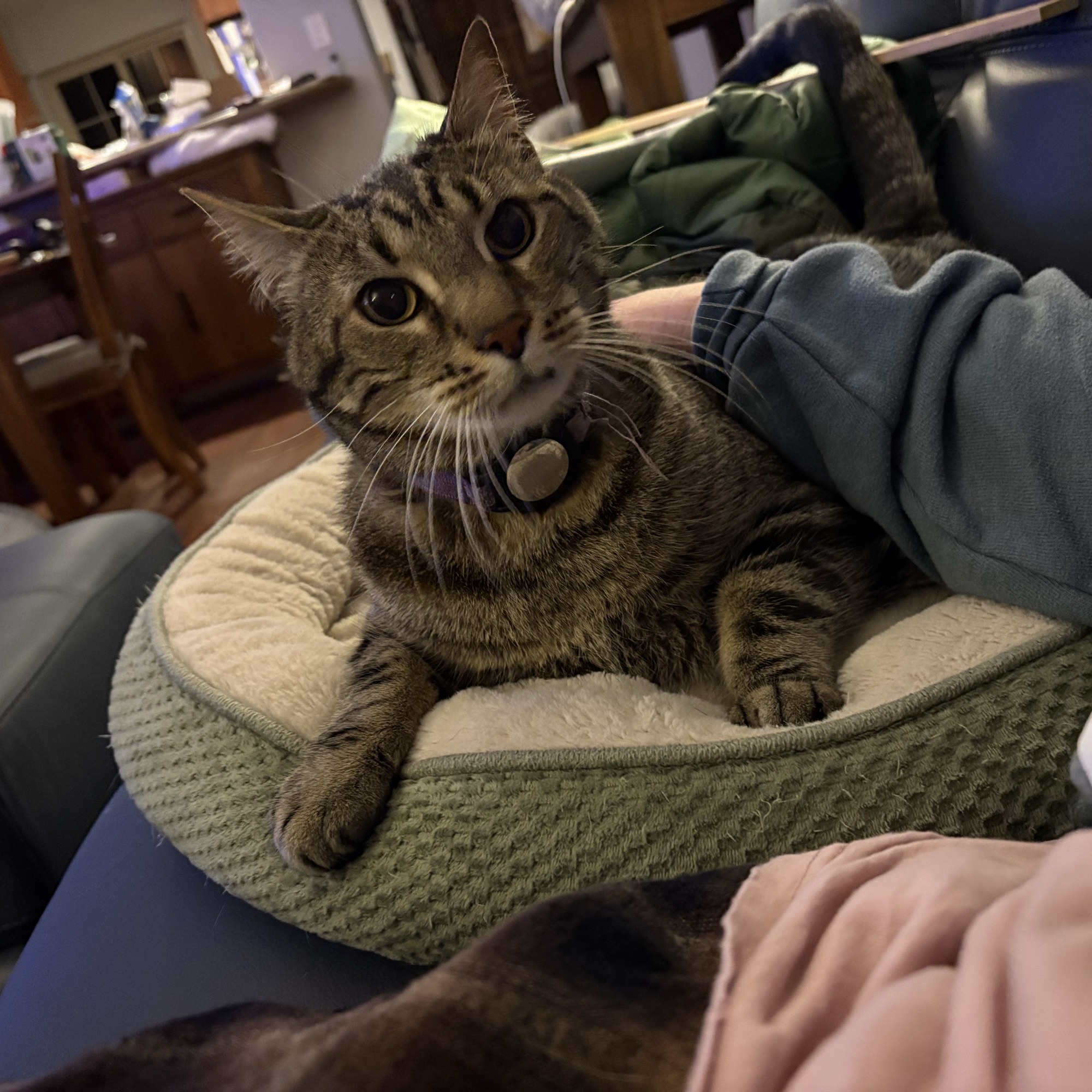 catsrule0000.bsky.social@bsky.brid.gy