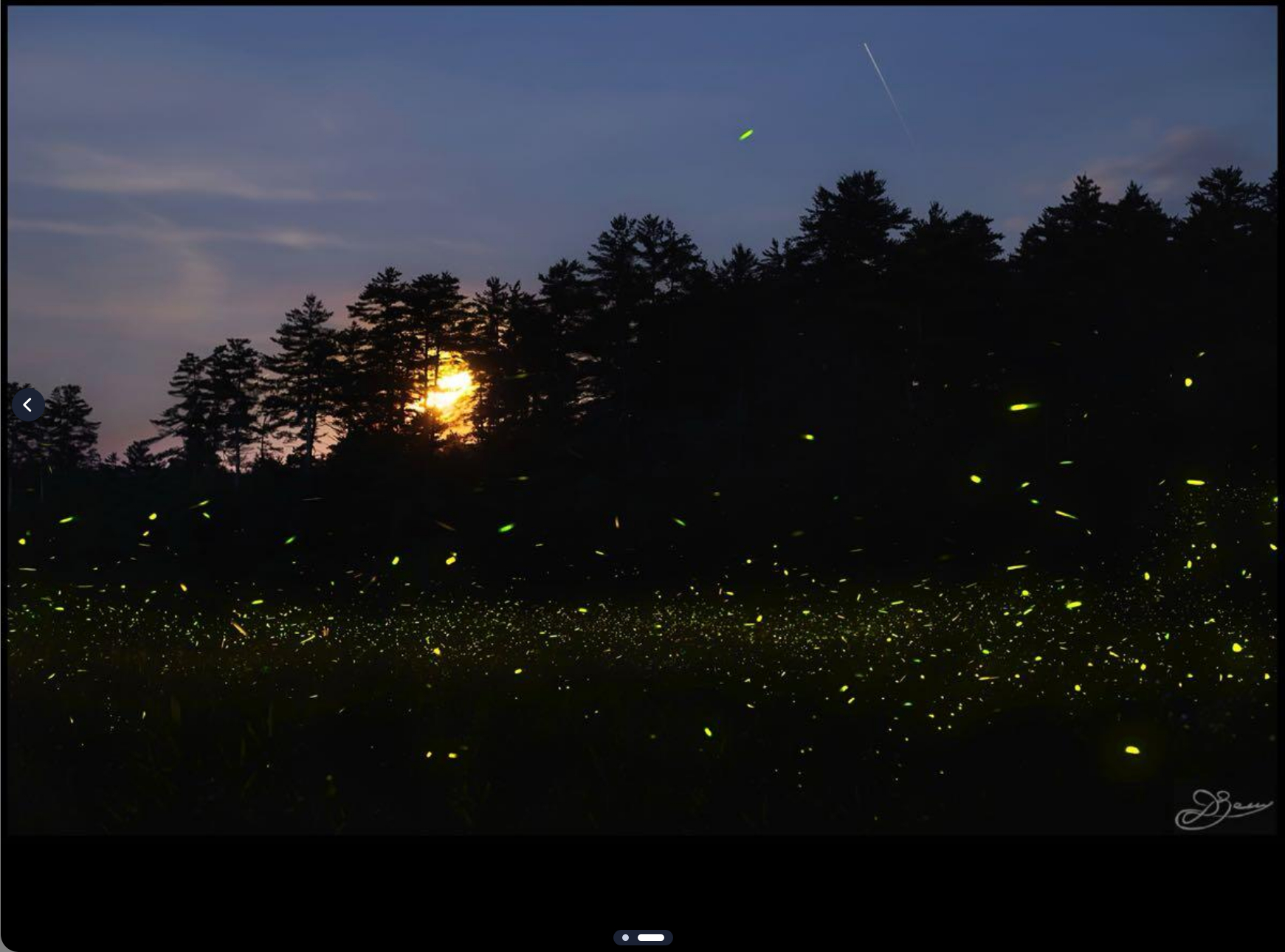 A meadow ringed by pine trees with the setting sun just peeping through the upper branches. In the shadow of the trees hundreds or thousands of fireflies are swarming, making tiny streaks of yellow light against the dark trees.