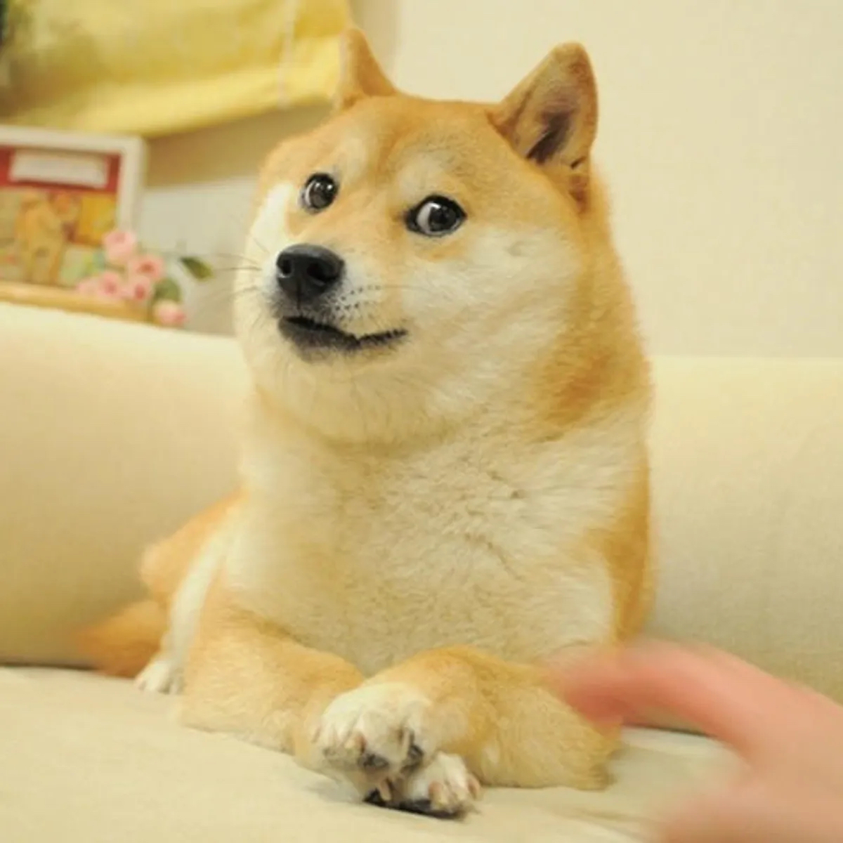 The original Shiba Inu doge meme